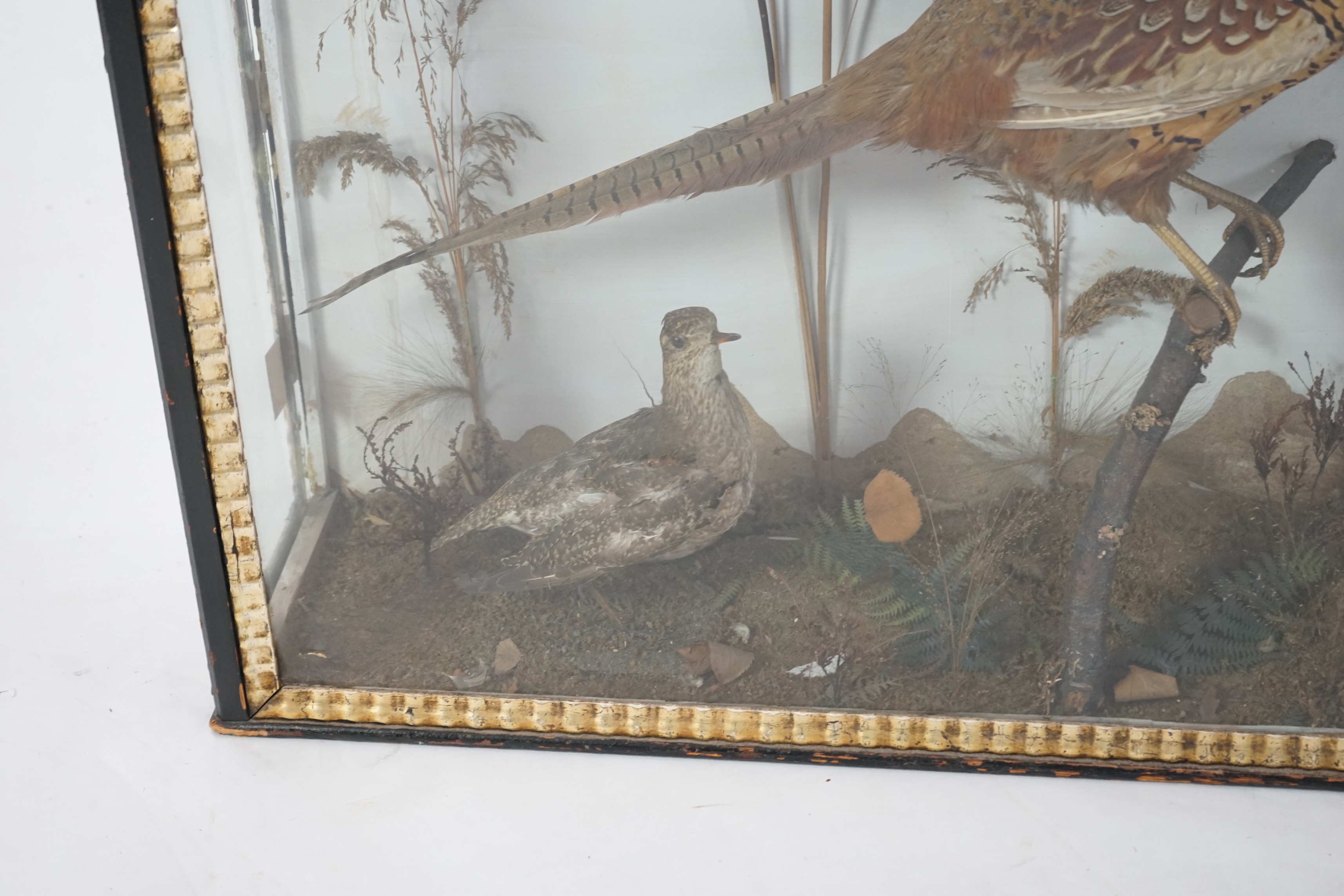 A large late Victorian taxidermy display of a cock and hen pheasant, together with a woodcock and plover, in naturalistic setting, 126cm wide, 24cm deep, 69cm high. Condition - fair